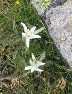 Edelweiß am Wegesrand