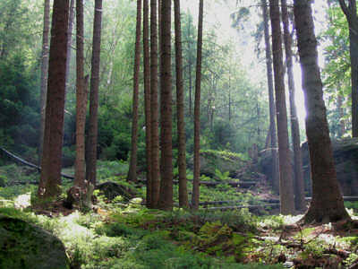 Die S�chsische Schweiz