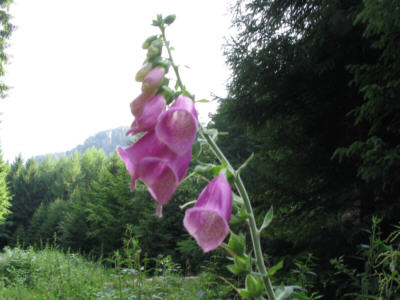 Die Schsische Schweiz